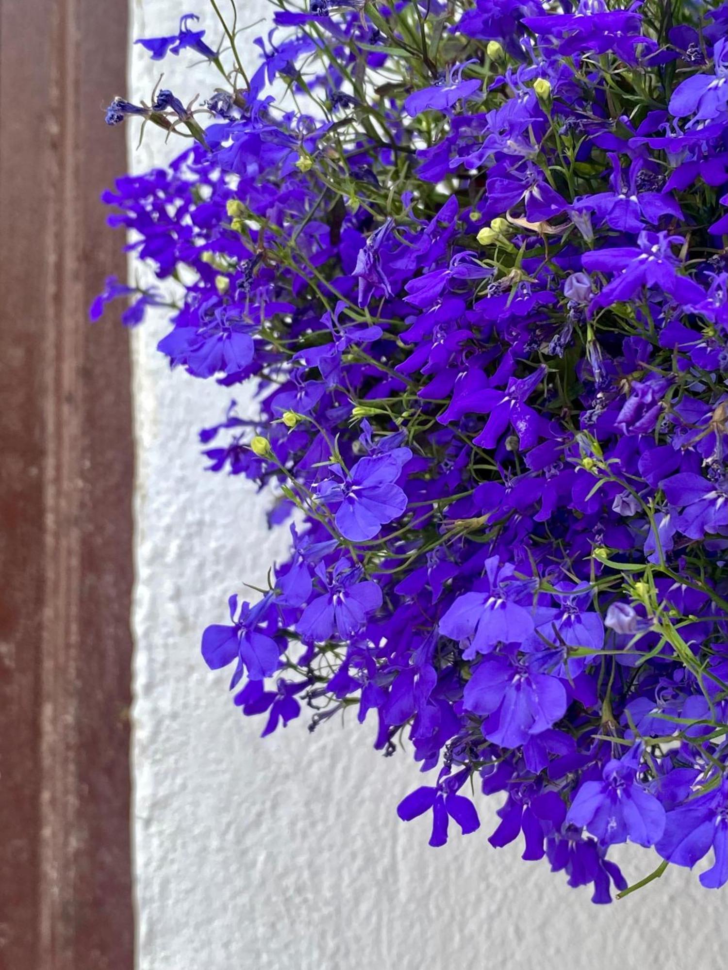 La Buganvilla De Santiago Córdoba Kültér fotó